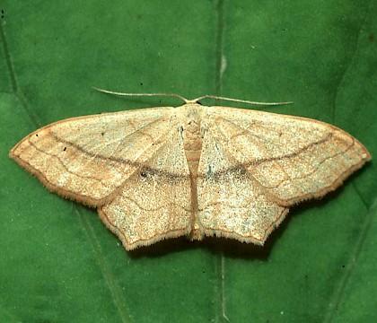 Adult &bull; &copy; David Painter