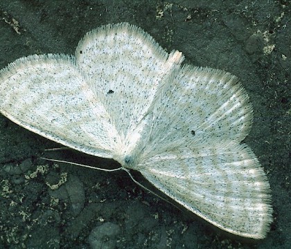 Adult &bull; Gait Barrows NNR, Lancashire &bull; &copy; Rob Petley-Jones