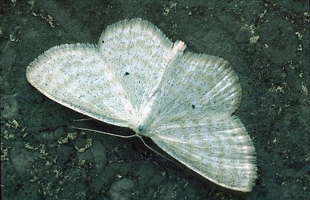 Lesser Cream Wave Scopula immutata