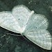 Adult • Gait Barrows NNR, Lancashire • © Rob Petley-Jones