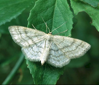 Adult &bull; East Invernessshire &bull; &copy; Roy Leverton
