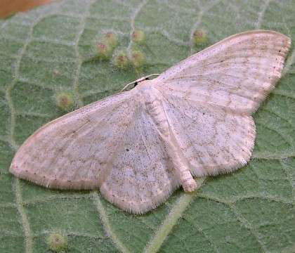 Adult &bull; &copy; Shane Farrell