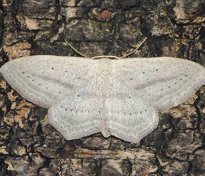 Adult &bull; Gwynedd &bull; &copy; Tristan Bantock