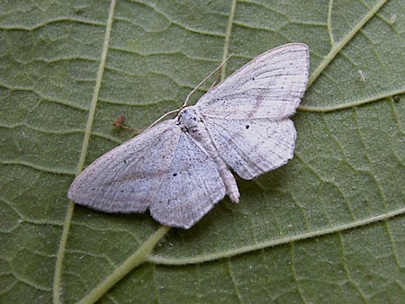 Rosy Wave Scopula emutaria