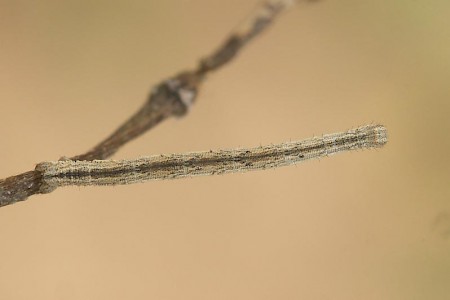 Rosy Wave Scopula emutaria