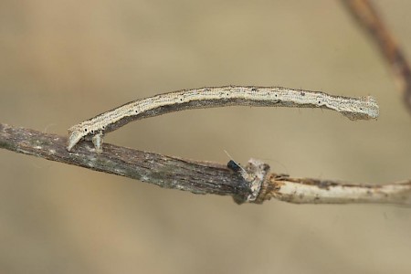 Rosy Wave Scopula emutaria