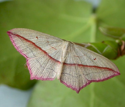 Adult &bull; ex. larva, Rixton, Cheshire &bull; &copy; Ben Smart