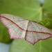 Adult • ex. larva, Rixton, Cheshire • © Ben Smart