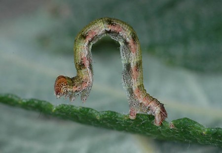 Dingy Mocha Cyclophora pendularia