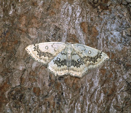 Adult &bull; New Forest, Hampshire &bull; &copy; David Green/Butterfly Conservation