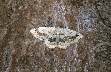 The Mocha Cyclophora annularia