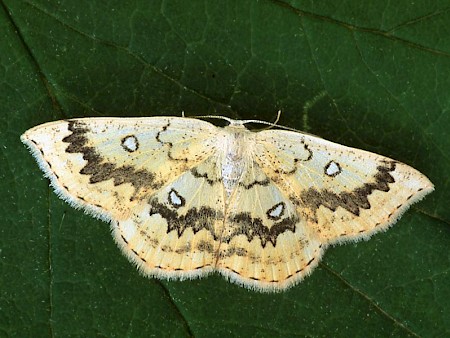 The Mocha Cyclophora annularia