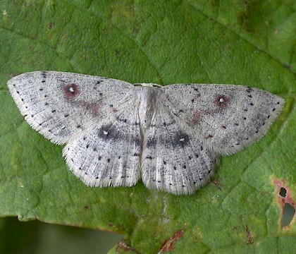 Adult &bull; From larva ex. Darren Whitehead &bull; &copy; Ian Kimber