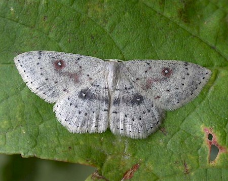 Birch Mocha Cyclophora albipunctata