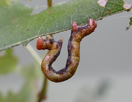 Birch Mocha Cyclophora albipunctata