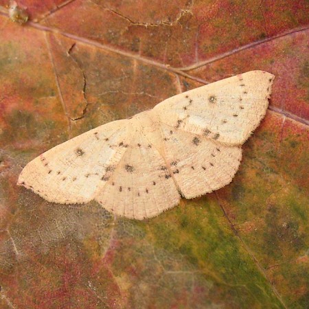 Blair's Mocha Cyclophora puppillaria