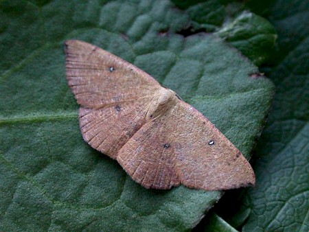 Blair's Mocha Cyclophora puppillaria