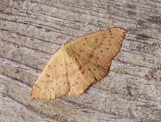 Blair's Mocha Cyclophora puppillaria