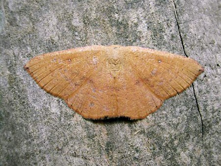 Blair's Mocha Cyclophora puppillaria