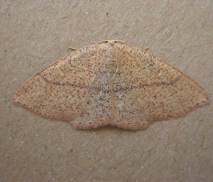Adult &bull; Maenporth, Cornwall &bull; &copy; George Davis