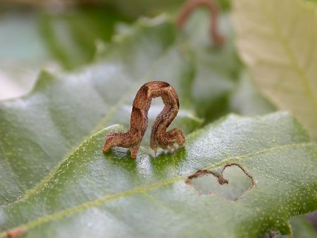 Jersey Mocha Cyclophora ruficiliaria