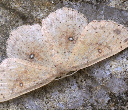 Adult &bull; Brenne, France &bull; &copy; Rob Petley-Jones