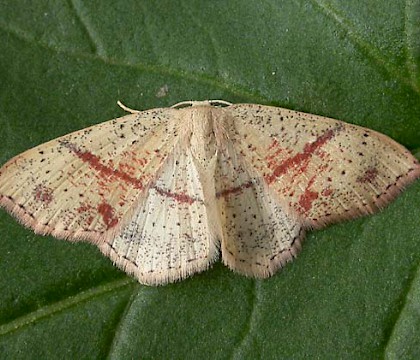 Adult &bull; Reared from larva ex. Darren Whitehead &bull; &copy; Ian Kimber