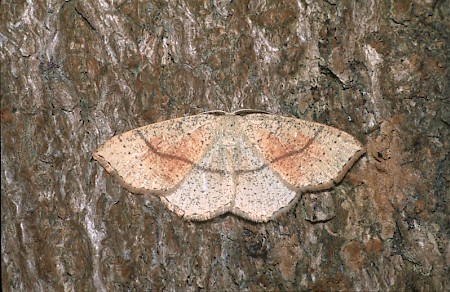 Maiden's Blush Cyclophora punctaria