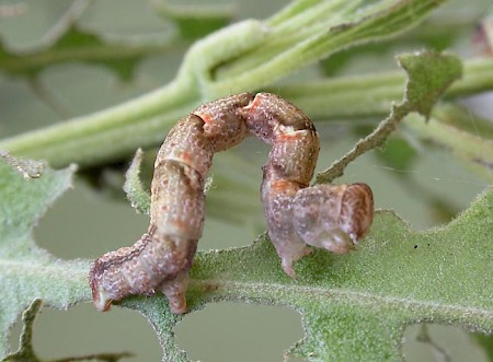 Maiden's Blush Cyclophora punctaria