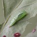 Pupa • from larva ex. Darren Whitehead • © Ian Kimber