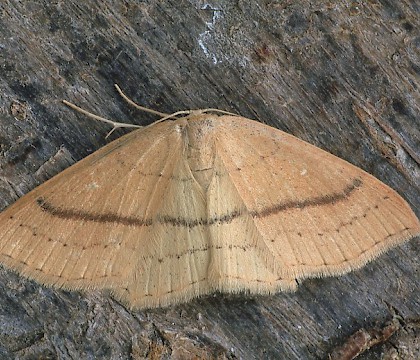 Adult (1st brood) &bull; Dorset &bull; &copy; Paul Harris