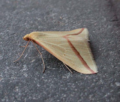 Adult &bull; &copy; Helen Bantock