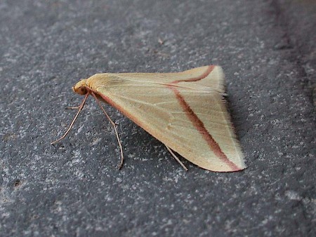 The Vestal Rhodometra sacraria