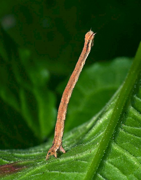 The Vestal Rhodometra sacraria