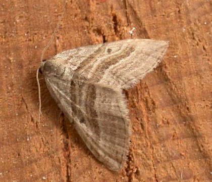 Adult &bull; Rye Harbour NR, E. Sussex &bull; &copy; Rye Harbour Nature Reserve