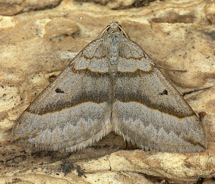 Adult &bull; Dorset &bull; &copy; Paul Harris