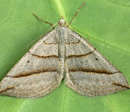 Adult &bull; Dorset &bull; &copy; Paul Harris