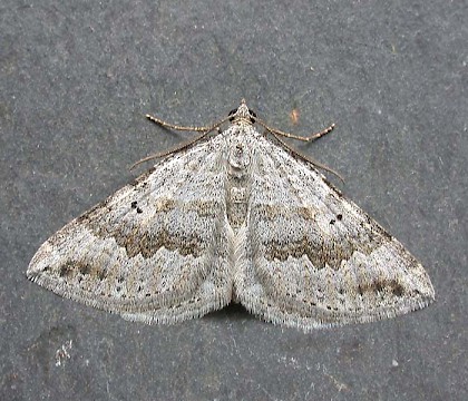 Adult &bull; North Lincolnshire &bull; &copy; Martin Gray