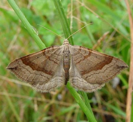 Shaded Broad-bar Scotopteryx chenopodiata