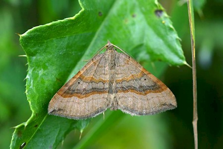 Shaded Broad-bar Scotopteryx chenopodiata