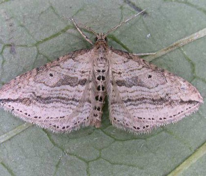 Adult &bull; &copy; Keith Naylor