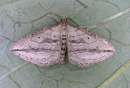 Oblique Carpet Orthonama vittata