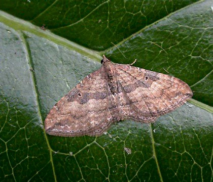 Male &bull; St. Agnes, Isles of Scilly &bull; &copy; Tony Davison