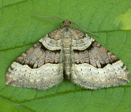Adult &bull; Scotland &bull; &copy; Paul Harris