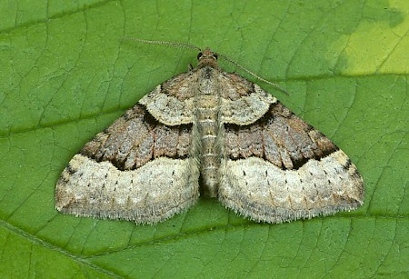 Red Carpet Xanthorhoe decoloraria