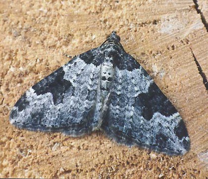 Adult &bull; Littleborough, Lancashire &bull; &copy; Ian Kimber