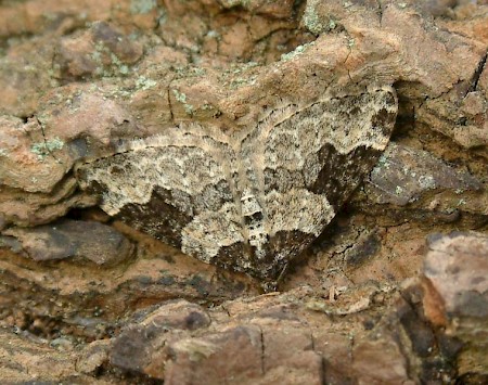 Garden Carpet Xanthorhoe fluctuata