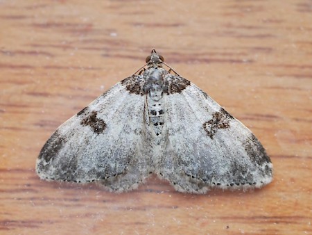 Garden Carpet Xanthorhoe fluctuata