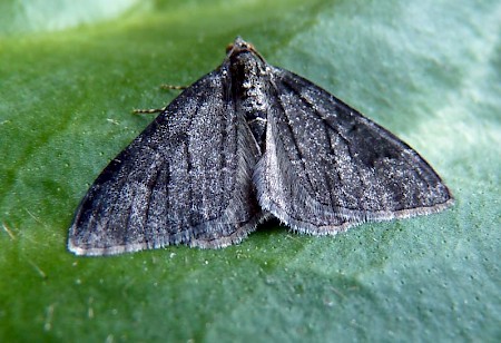 Garden Carpet Xanthorhoe fluctuata