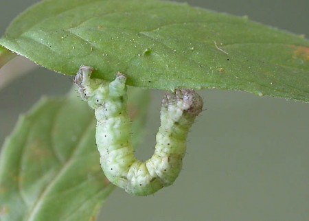 Garden Carpet Xanthorhoe fluctuata